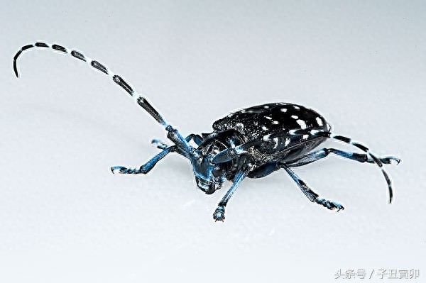 昆虫图集：天牛