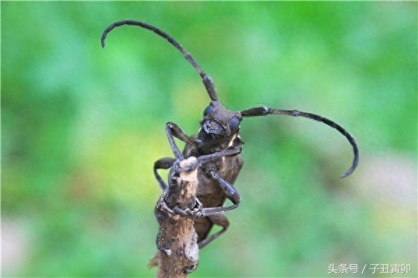 昆虫图集：天牛