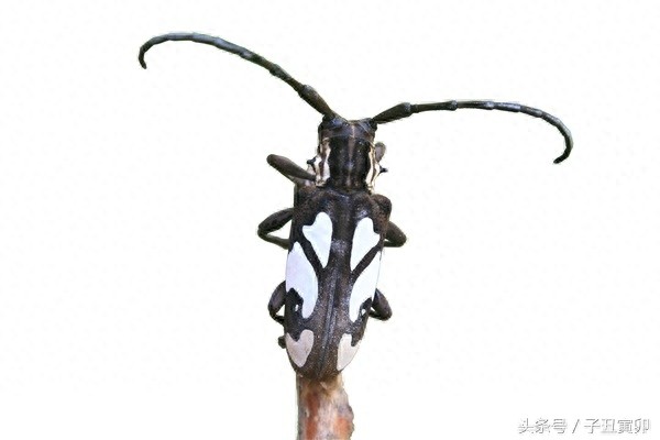 昆虫图集：天牛