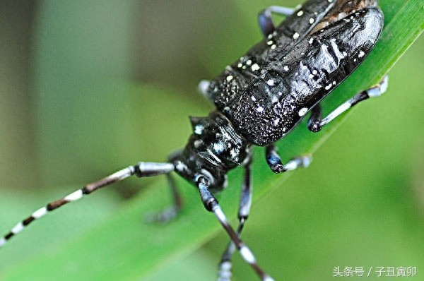 昆虫图集：天牛