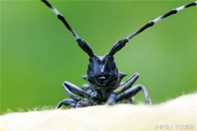 ​昆虫图集：天牛