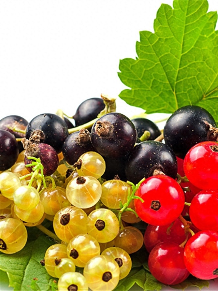 灯笼果，果味酸甜、营养丰富，好看又好养