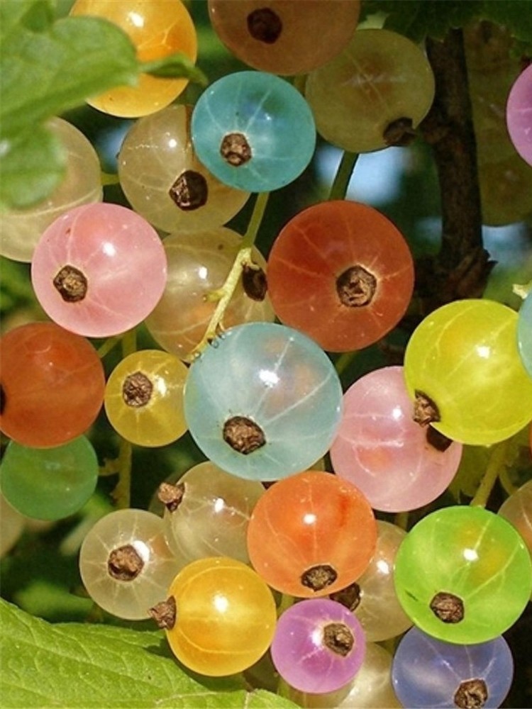 灯笼果，果味酸甜、营养丰富，好看又好养