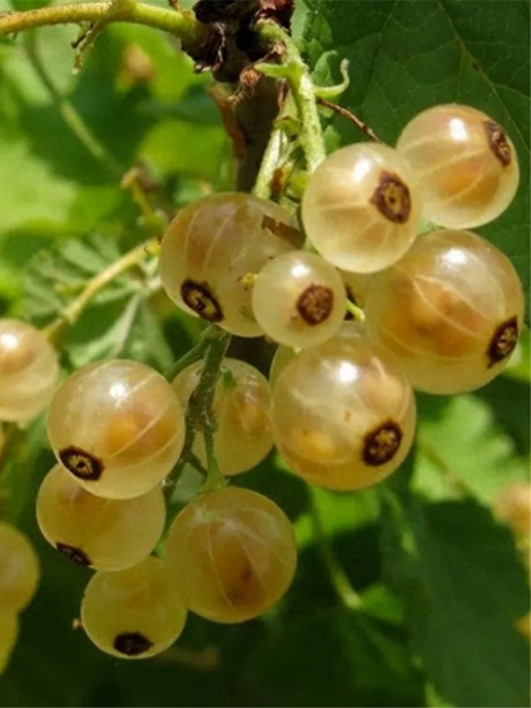 灯笼果，果味酸甜、营养丰富，好看又好养