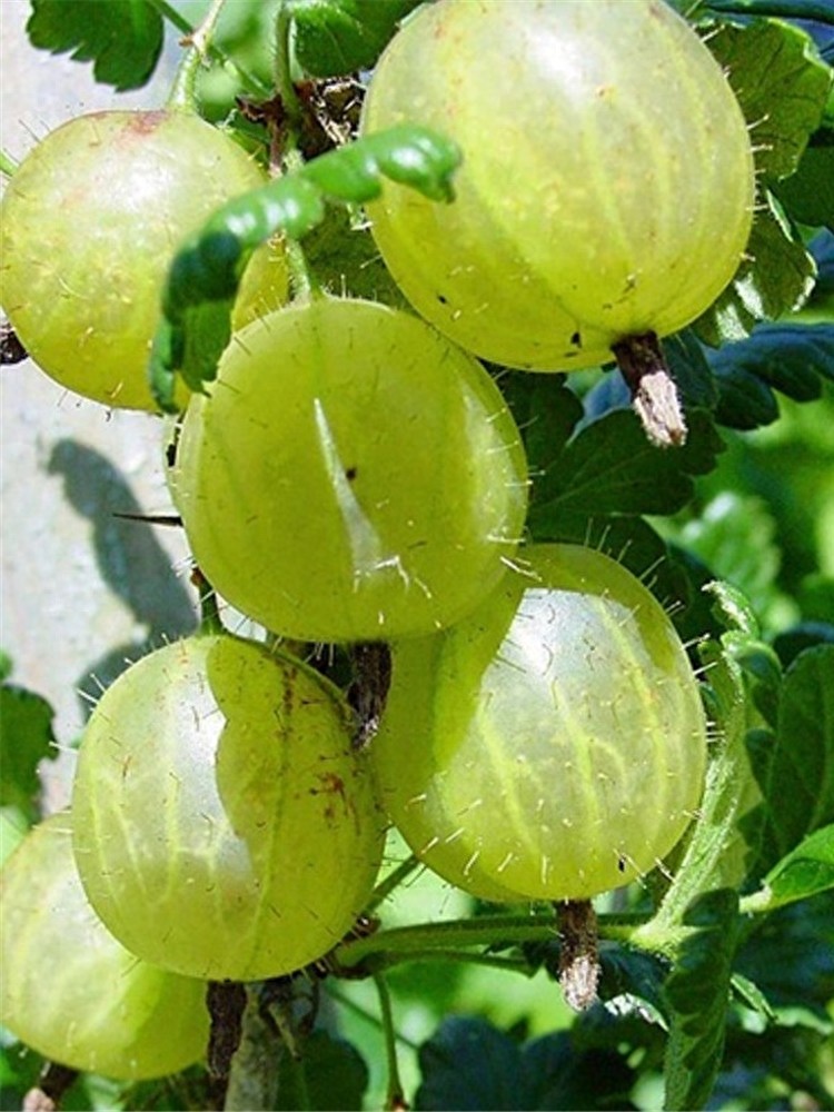 灯笼果，果味酸甜、营养丰富，好看又好养