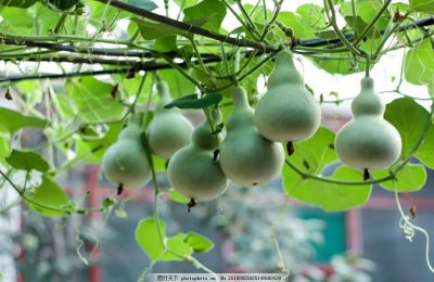 ​葫芦小知识