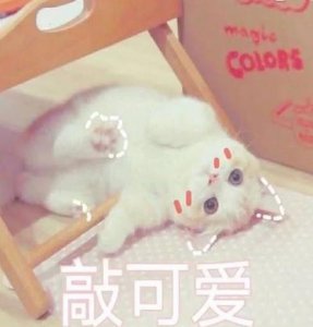 ​很火的可爱猫咪表情包大全 萌猫表情包带字图片无水印