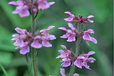 ​水苏开花毛绒绒，优雅可爱纯洁紫