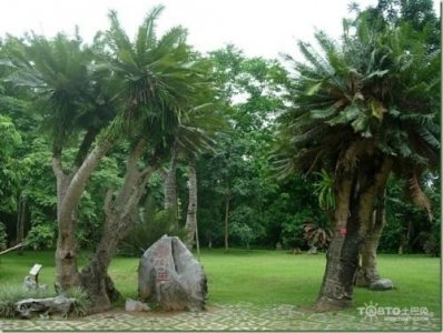 ​箭毒木的''毒药''为什么这么毒