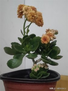 ​如何修剪让长寿花妩媚婀娜，摇曳生姿，你知道吗？