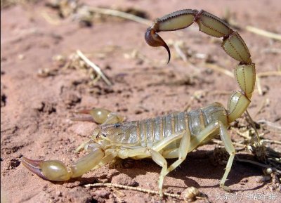 ​蝎子的真正天敌竟然是它