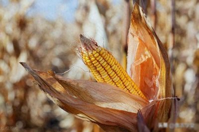 ​资讯速递玉米价格大范围上涨！目前干玉米多少钱一斤？3月玉米行