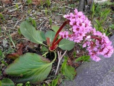 岩白菜是怎样的植物