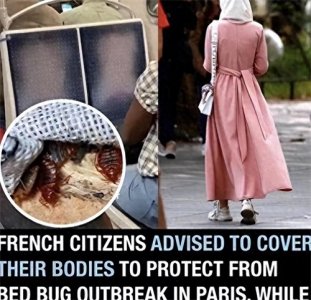 ​多国罕现床虱爆发！和跳蚤体虱不同，我国消失几十年，又想引入？