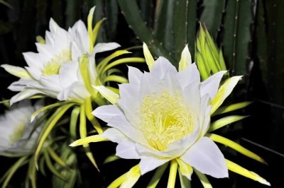 ​吃过火龙果，但你见过它开花的样子吗？