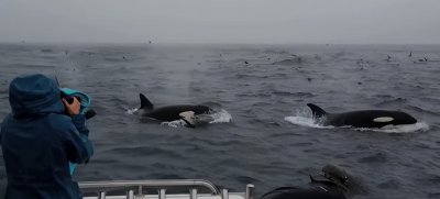 ​南非两只虎鲸持续猎杀大白鲨，只吃其肝脏，逼得大白鲨离开栖息地