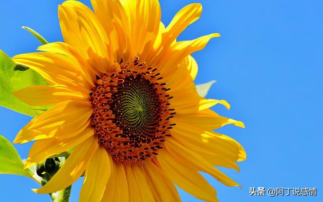 亦舒经典语录30句（作家亦舒的经典语录）(2)