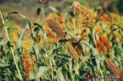 ​仰韶52度蒸宝液封藏20价格表 仰韶蒸酒多少钱一瓶