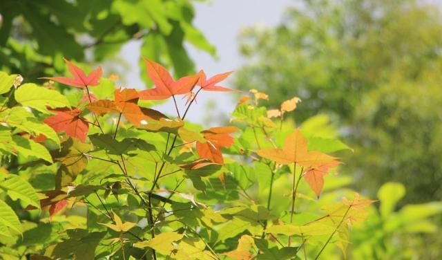 生活有一种人，到了清明节，不回老家扫墓，跟兄弟姐妹也很淡漠  1