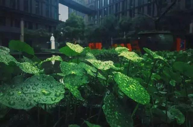 网易为何被称之为猪场（为什么都笑称网易为）(5)