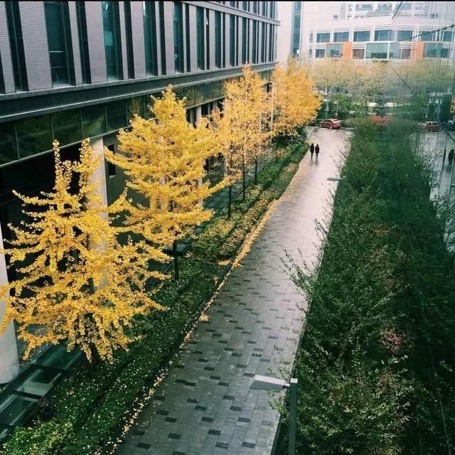 网易为何被称之为猪场（为什么都笑称网易为）(9)