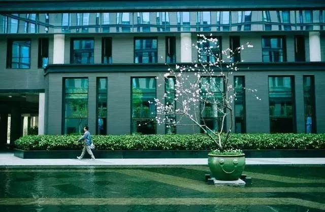 网易为何被称之为猪场（为什么都笑称网易为）(12)