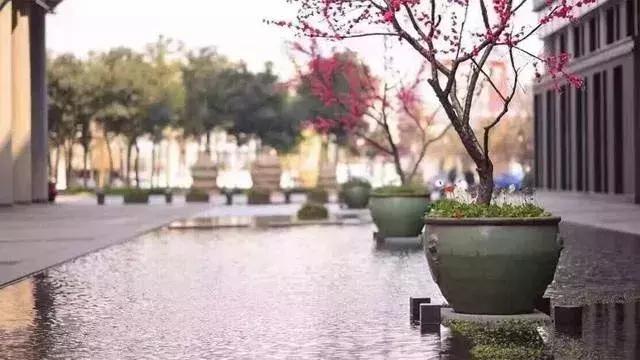 网易为何被称之为猪场（为什么都笑称网易为）(7)