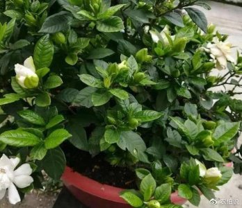 ​栀子花掉花苞怎么补救？“解锁”原因和解决方法，养一盆爆一盆