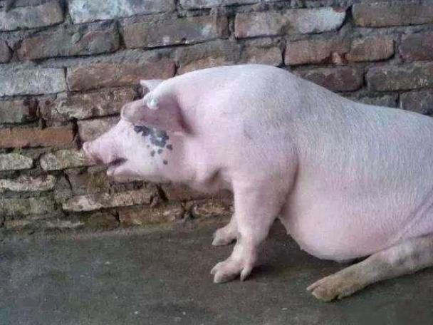 养猪技术大全猪病防治方法（这3种猪病最常见）(3)