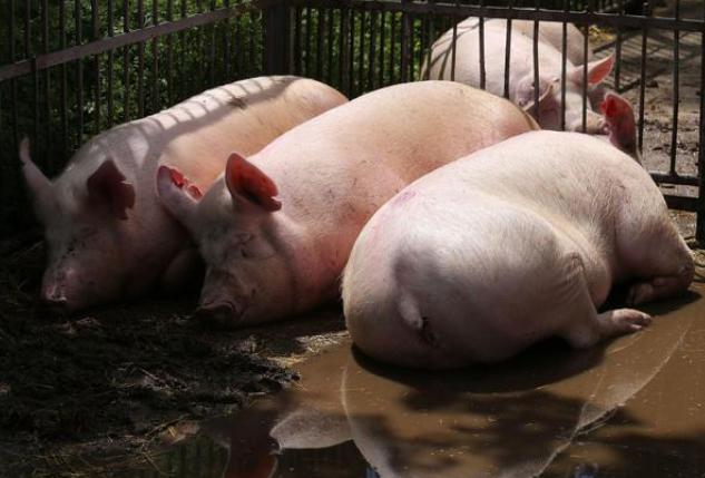 养猪技术大全猪病防治方法（这3种猪病最常见）(2)