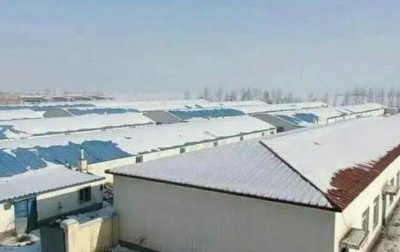 养猪技术大全猪病防治方法(这3种猪病最常见)