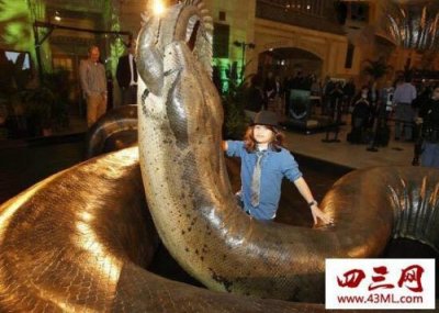 ​世界上最大的蛇(世界上最大的蟒蛇有多大)