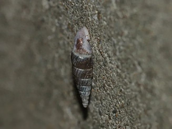 中国常见蜗牛种类(蜗牛的种类介绍)