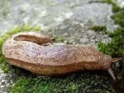 中国常见蜗牛种类(蜗牛的种类介绍)