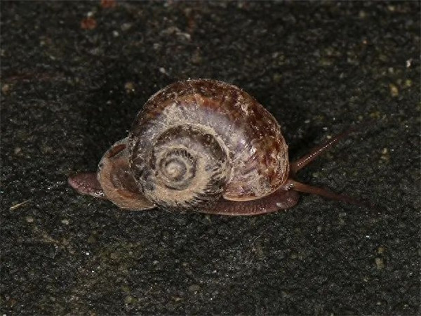 中国常见蜗牛种类(蜗牛的种类介绍)
