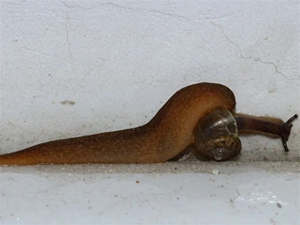 中国常见蜗牛种类(蜗牛的种类介绍)