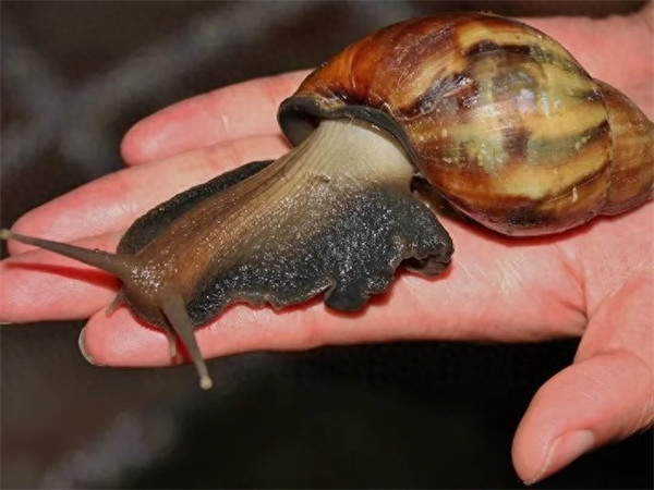 中国常见蜗牛种类(蜗牛的种类介绍)