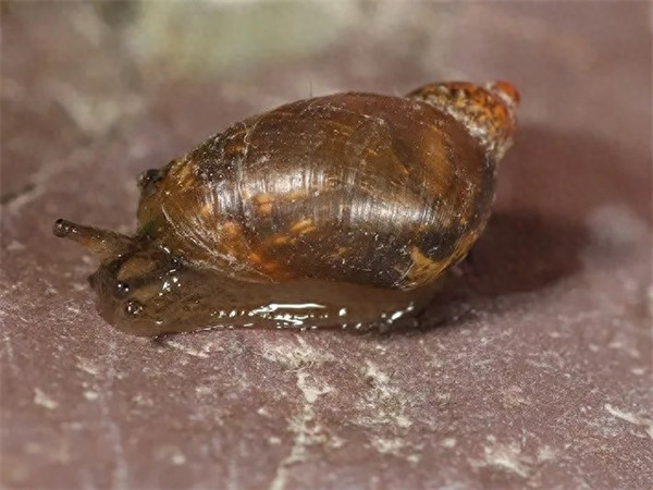 中国常见蜗牛种类(蜗牛的种类介绍)