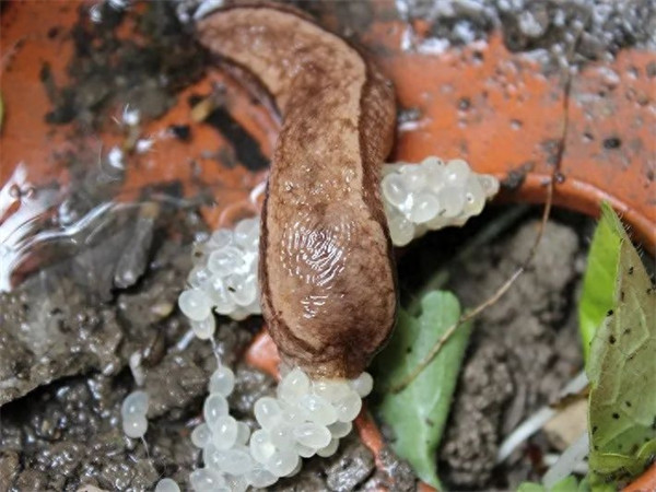 中国常见蜗牛种类(蜗牛的种类介绍)