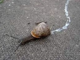 中国常见蜗牛种类(蜗牛的种类介绍)