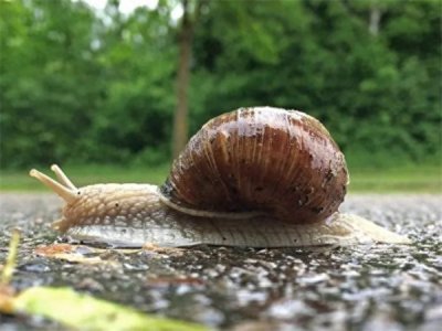 ​中国常见蜗牛种类(蜗牛的种类介绍)