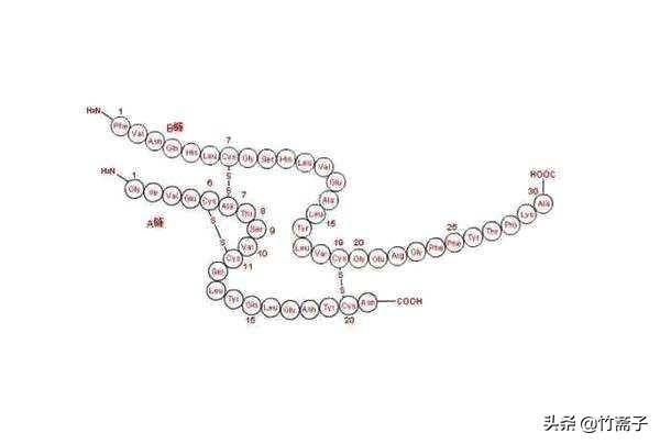 人工合成牛胰岛素获得诺贝尔奖(它是最靠近诺贝尔奖的一次)(3)