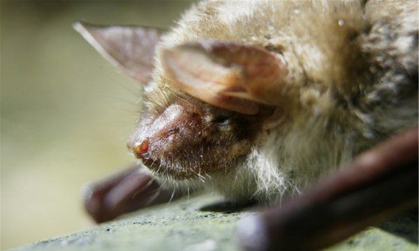 蝙蝠飞行靠的是什么,蝙蝠夜间飞行靠什么图3