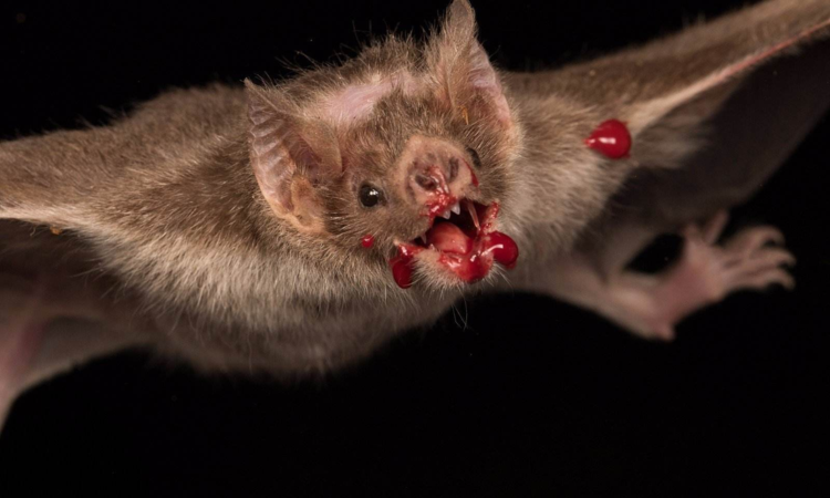 蝙蝠靠什么飞行