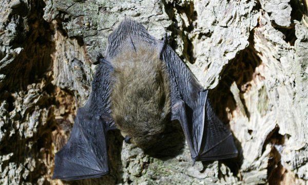 蝙蝠飞行靠的是什么,蝙蝠夜间飞行靠什么图1