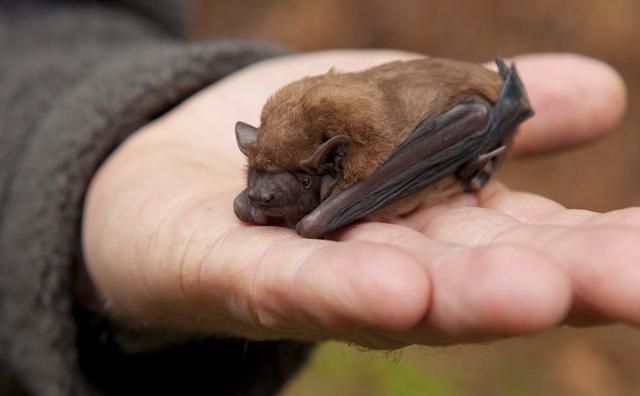 蝙蝠靠什么飞行