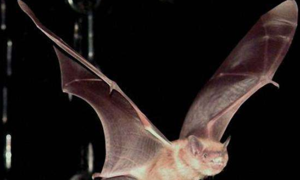 蝙蝠飞行靠的是什么,蝙蝠夜间飞行靠什么图4
