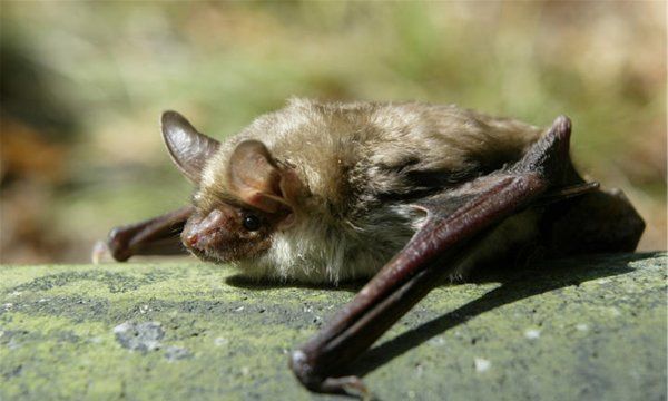 蝙蝠飞行靠的是什么,蝙蝠夜间飞行靠什么图2
