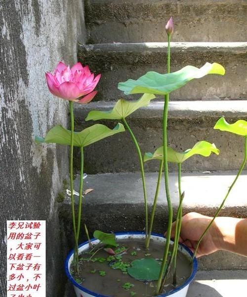 碗莲，的，种植，方法，碗莲，怎么，种