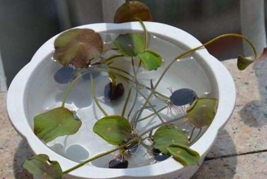 紫霞碗莲怎么种